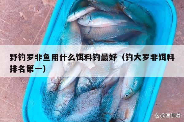 野釣羅非魚用什么餌料釣最好（釣大羅非餌料排名第一）