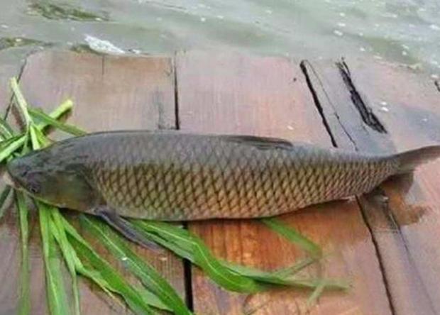 這些釣草魚的餌料，雖然不常見，但是誘魚效果沒得說