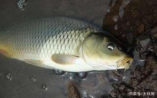 絕密釣技分享，釣鯉魚草魚青魚高招，學會之后你會為魚獲太多發愁