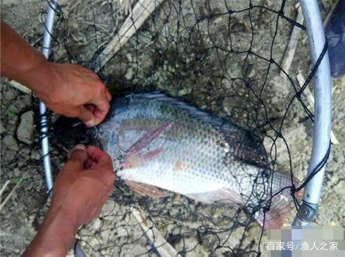 釣羅非魚時，這些抓魚秘籍，十有八九你不知，輕易不透露！