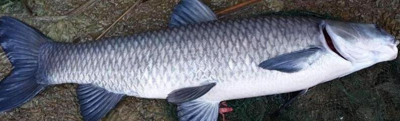 黑坑青魚在里面怎么辦？黑坑青魚如何釣的更遠