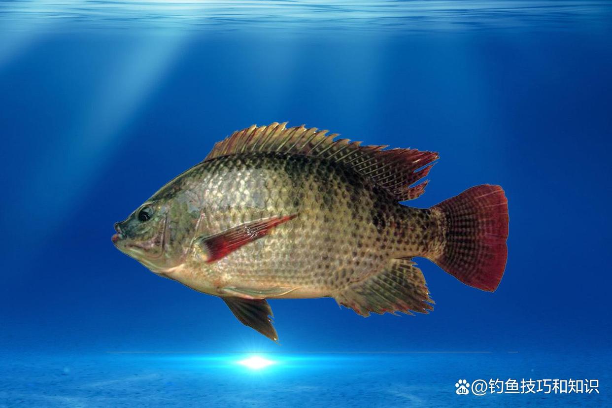 冬天能釣羅非魚嗎？用什么魚餌？冬天釣羅非的前提條件和用餌技巧