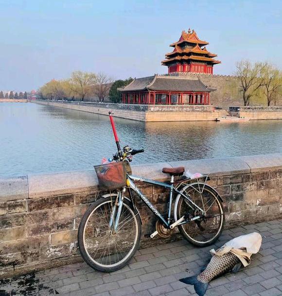 北京大爺在護城河釣上大草魚，足足1米多長，怕惹事又給放了