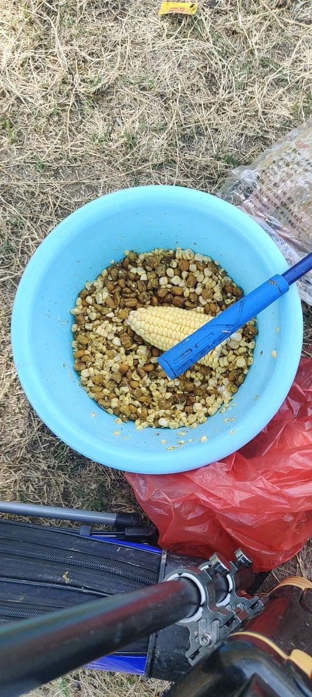 中秋前后野釣鯉魚攻略，大鯉魚頻出易爆護，餌料秘方分享