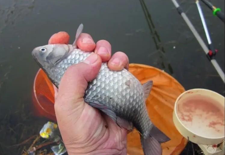 冬季釣鯽魚，掌握3個調漂技巧，鯽魚一條接一條連竿