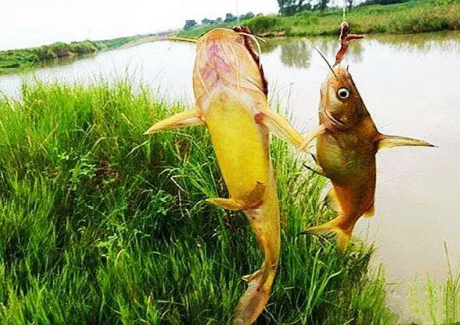 野釣黃辣丁為何釣上幾條就沒魚？打窩方式和幾點垂釣技巧，來試試