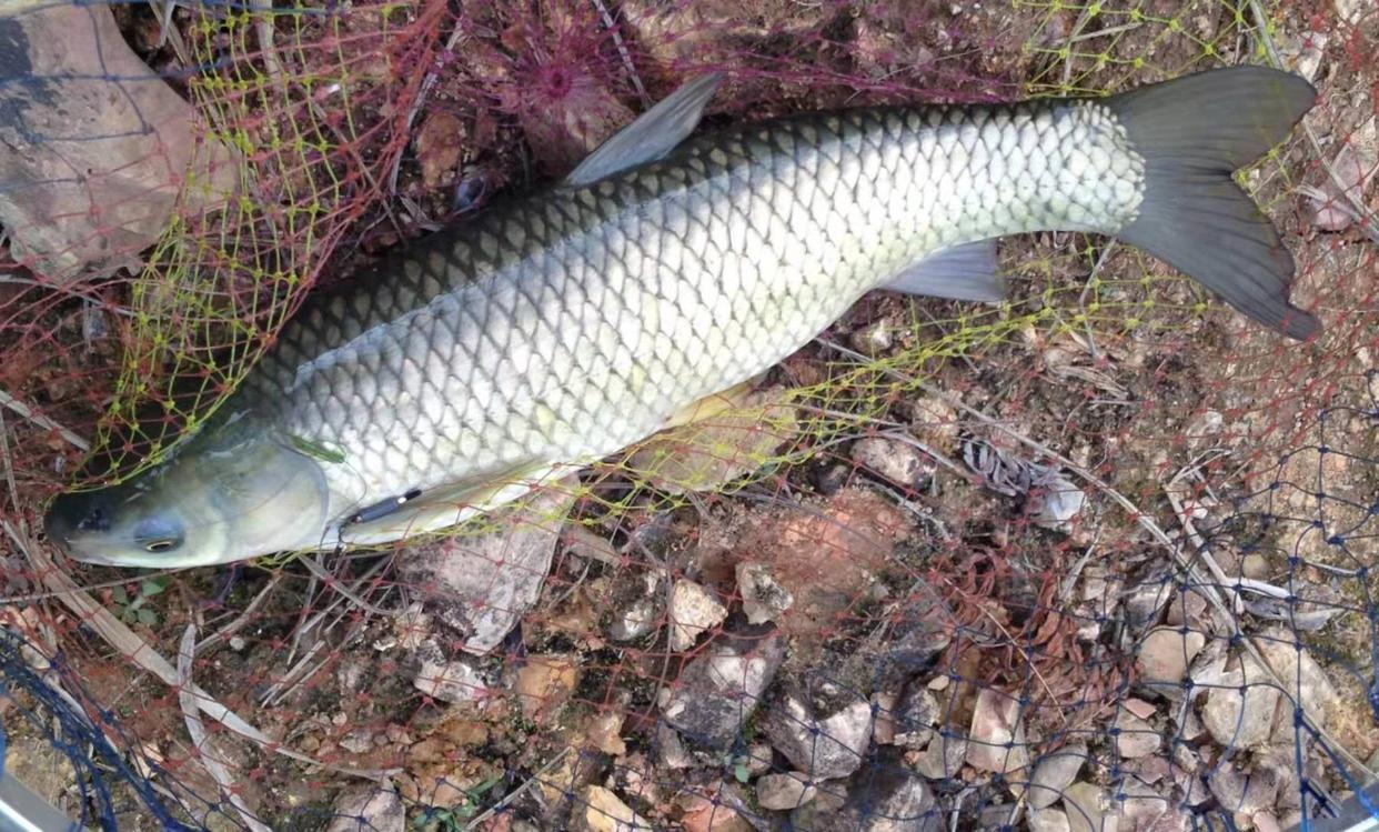 釣草魚，是釣浮好還是釣底好？老釣魚人分享垂釣草魚技巧