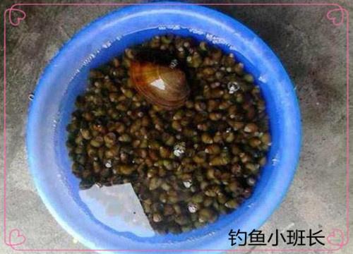 釣青魚用“它”這樣做魚餌最好，一下子一條，不信你就試試！