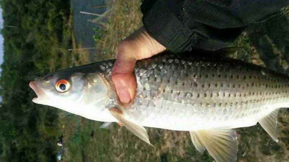 野釣赤眼鱒“紅眼魚”，了解這些習性和垂釣技巧讓你漁獲翻倍