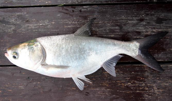釣鯉魚卻遭遇鰱鳙鬧窩，如何解決？詳解野釣時避開鰱鳙的作釣技巧