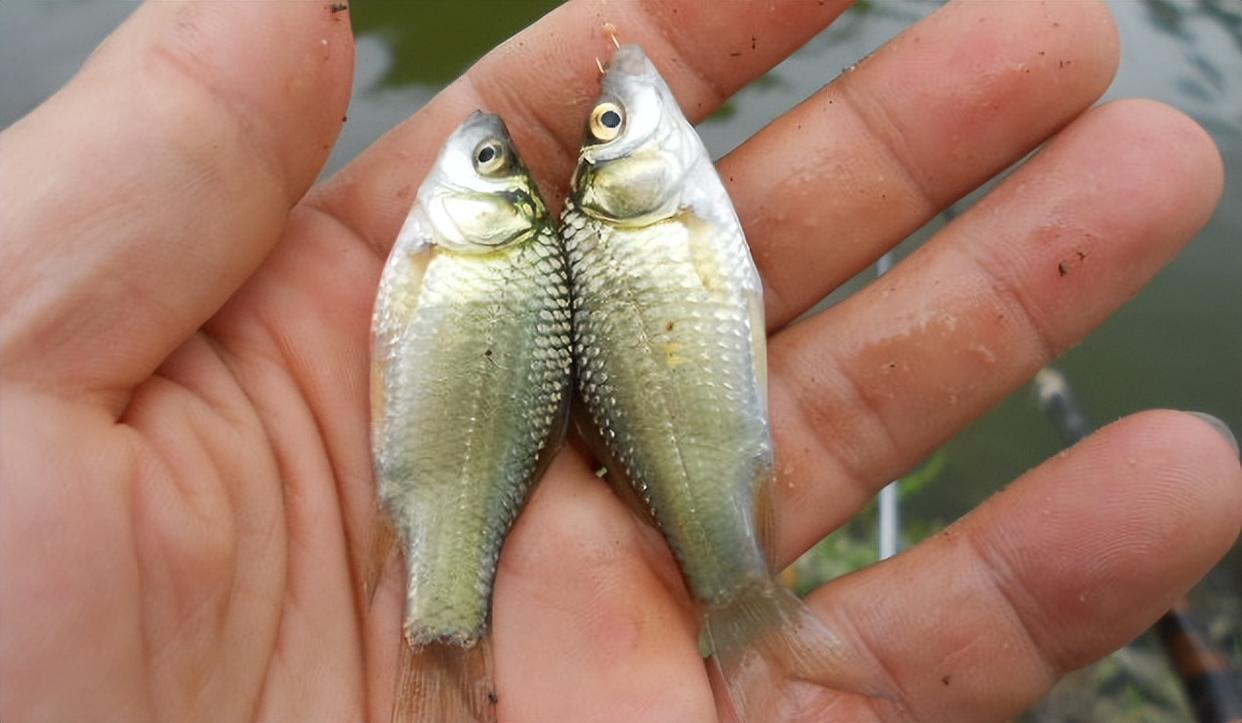 春天適合釣鯽魚，為什么大鯽魚還是難得一見？想釣大鯽魚看這里
