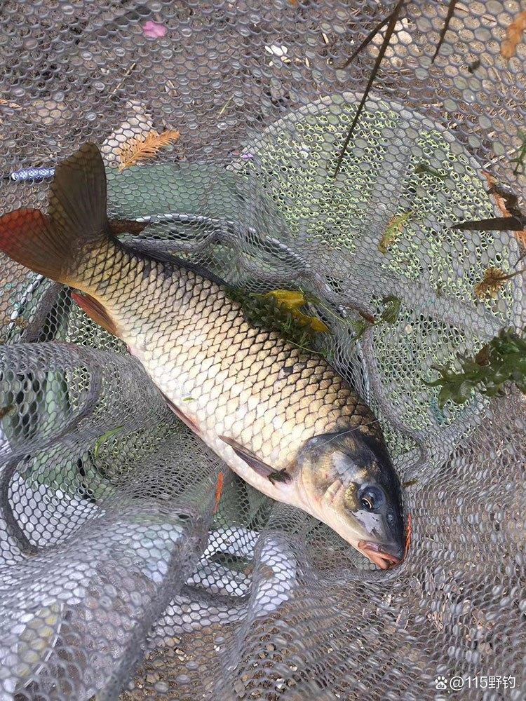 夏季河湖水庫野釣鯽鯉草魚技巧方法，餌料窩料配方，鉛墜浮漂選擇