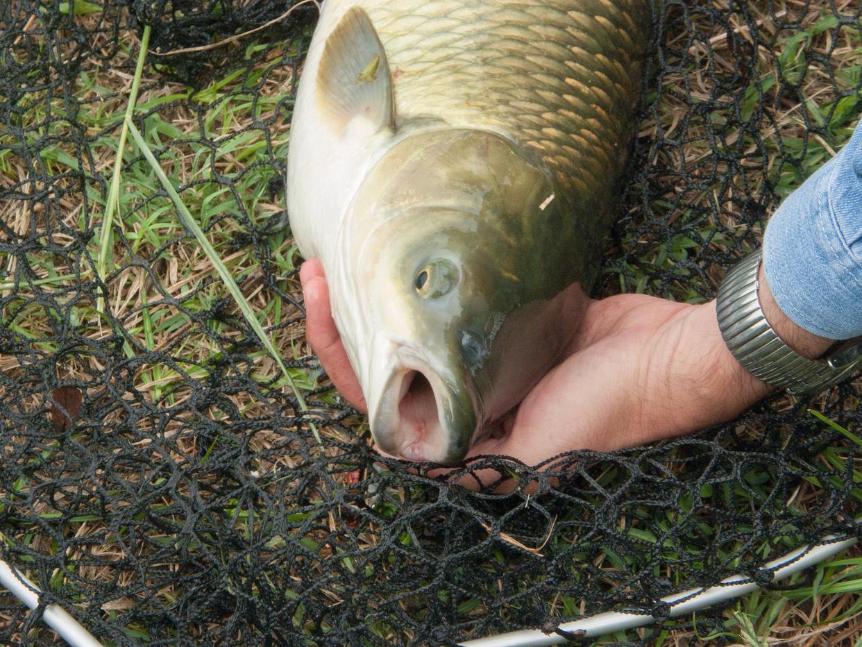 《野外釣鯉魚，掌握這些技巧讓你成功上鉤！》