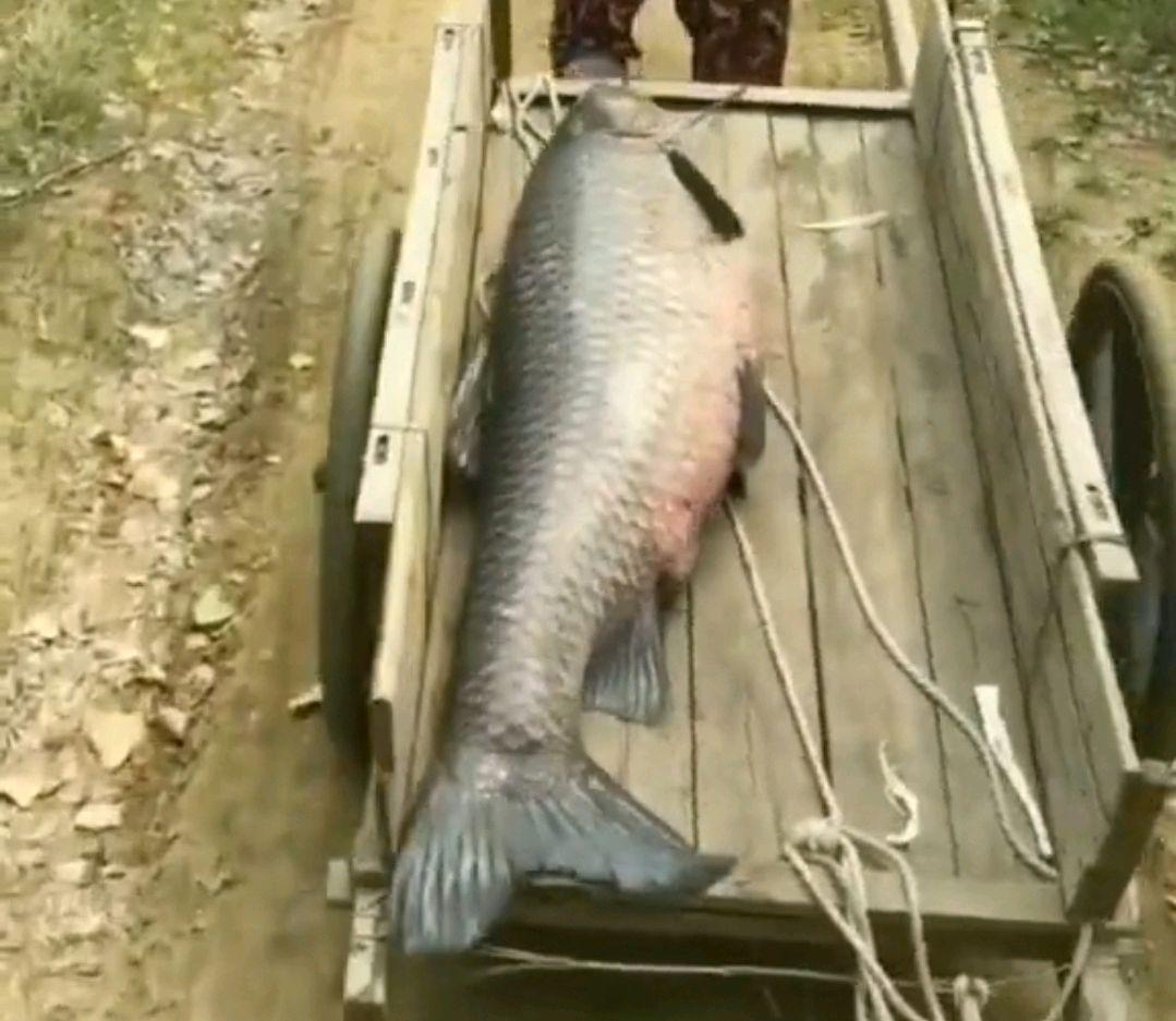 罕見！男子釣起“青魚王”用板車拖鋤頭刮魚鱗！青魚最大能長多大