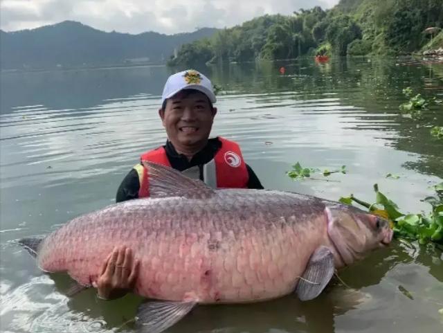 同體型什么魚力氣最大？鰱鳙甚至上不了榜，這幾種魚堪稱水中蠻牛