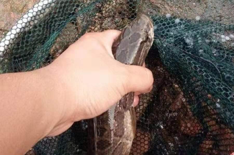 黑魚再“狡猾”，一見這釣法也得認慫！莫透露，現在試用剛剛好