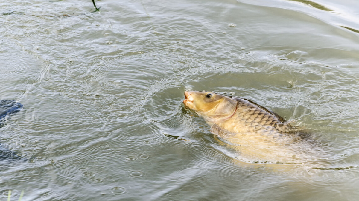 “方法用得好，鯉魚沒得跑”幾個技巧教你如何釣鯉魚