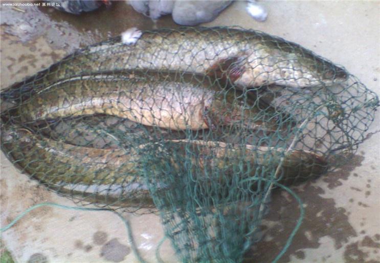 黑魚是一種兇猛的魚類，要想釣上黑魚，釣魚者應該怎么做？