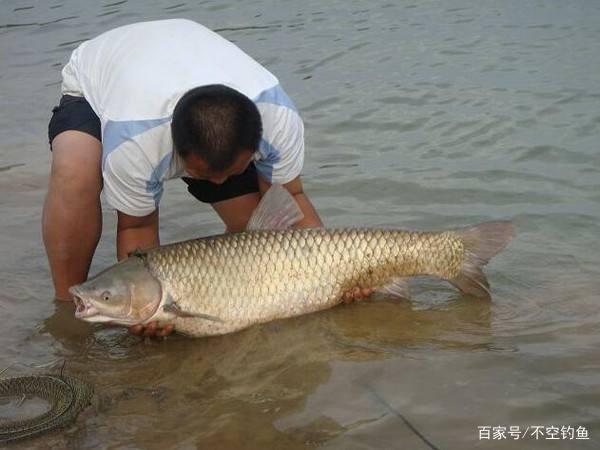 野釣想釣草魚其實并不難，只要掌握這些技巧，草魚爆護不是夢！