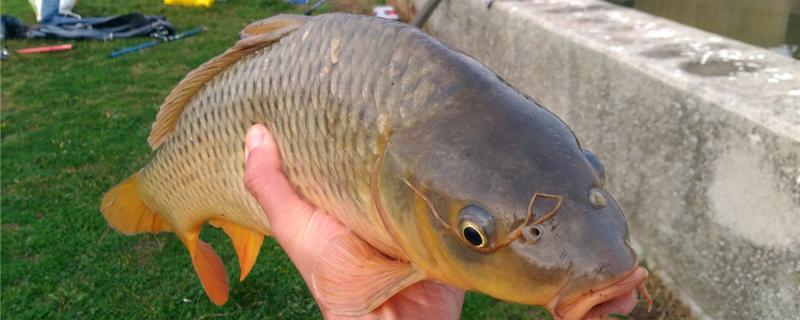 鯉魚在什么地方可以釣，釣鯉魚怎么釣