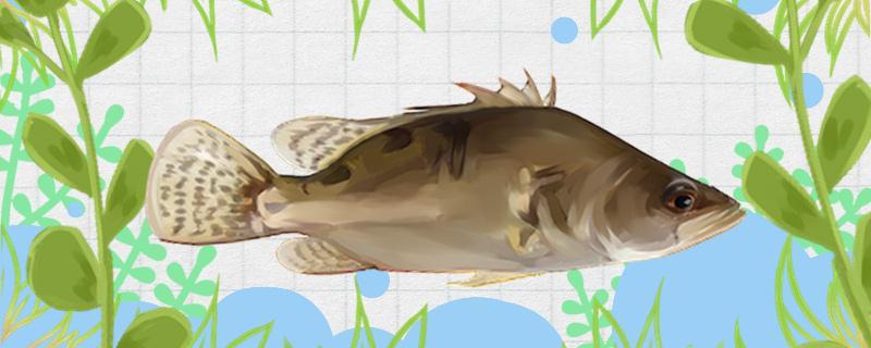 冬季可以釣鱖魚嗎，技巧有哪些