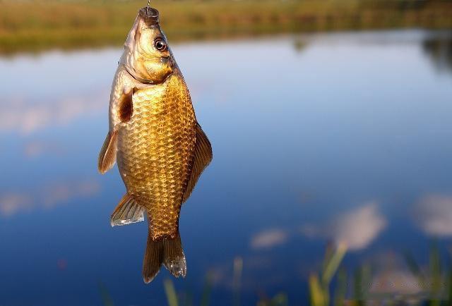 冬季野釣，釣點有魚，卻總是不咬鉤！幸虧我用了這幾招，屢試不爽