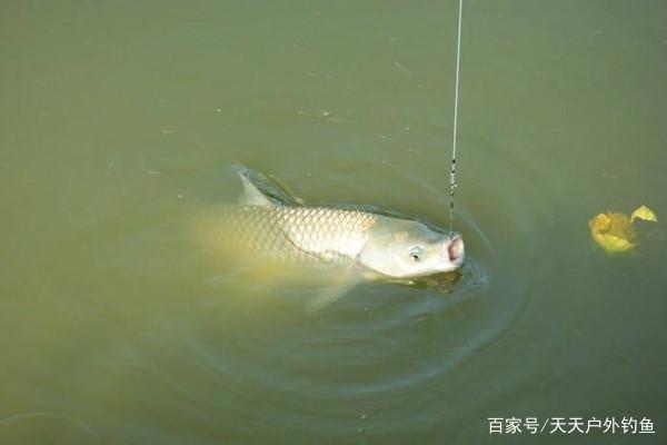 草魚這么釣就對了，試試這3大絕招，夏季使用，釣一次爽一次