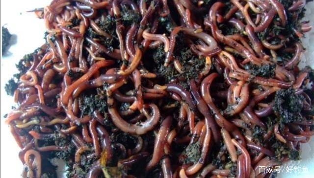 野釣常用好餌料有哪些？推薦的一些餌料，效果經過廣大釣友驗證