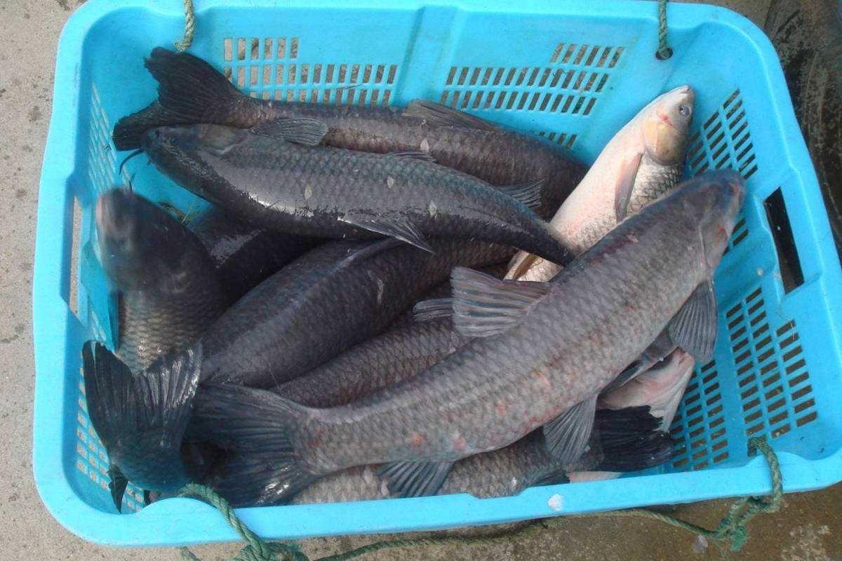 釣青魚用這餌料和小藥效果最好，大青魚連竿上
