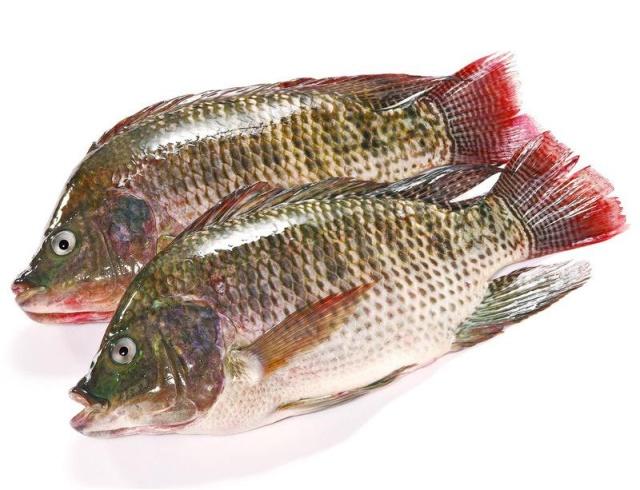 羅非魚的天敵是什么？朋友自制釣羅非神器，一次可釣好幾條