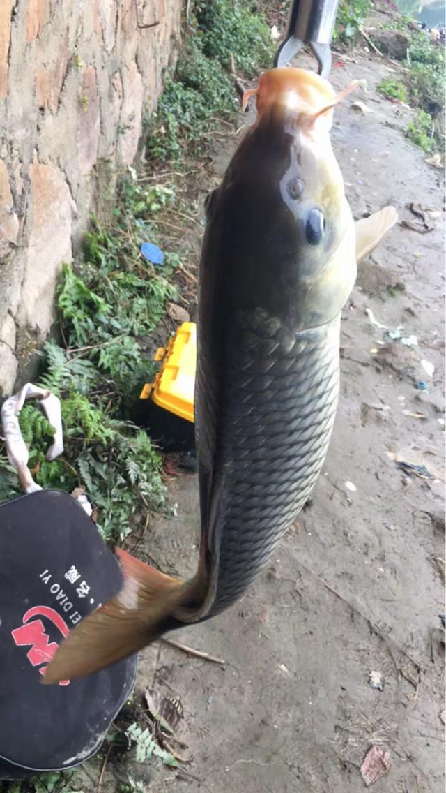 春季釣鯉魚，我們把握好這幾種技巧，保證讓你魚獲滿滿