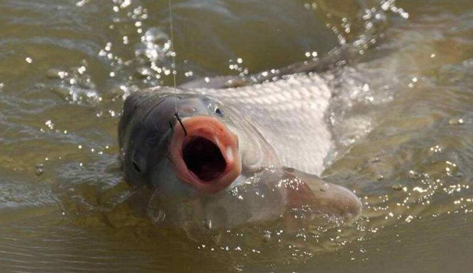 釣鯉魚常用線組搭配，老釣友的實戰經驗總結