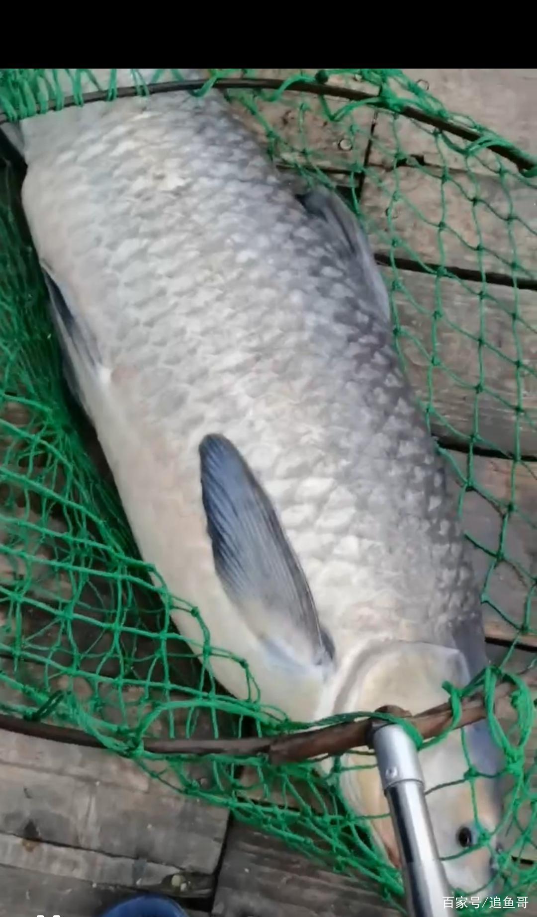 野釣大青魚，釣魚人的終極目標，你也可以做到