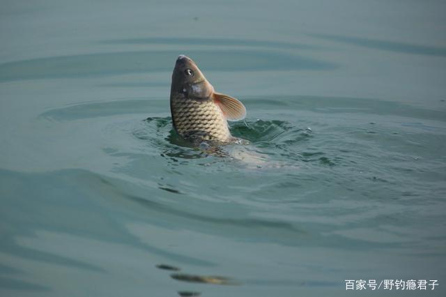 作釣鯉魚這些細節你需知道