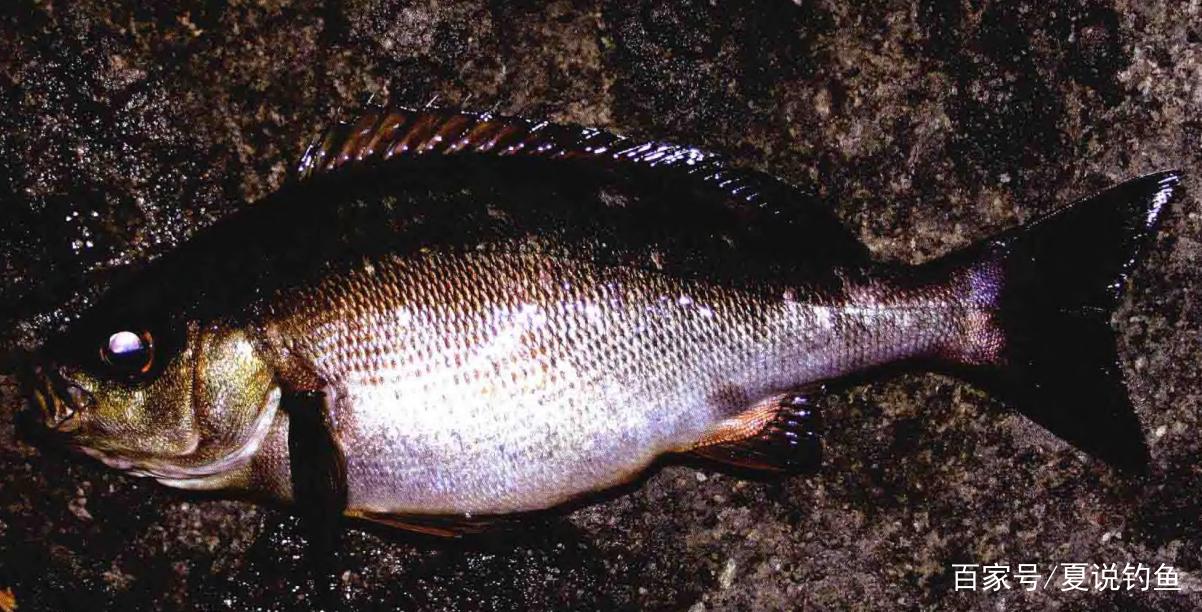 海釣石鱸魚首推浮游磯釣 釣點以魚的活性而變 日本專業入門防波