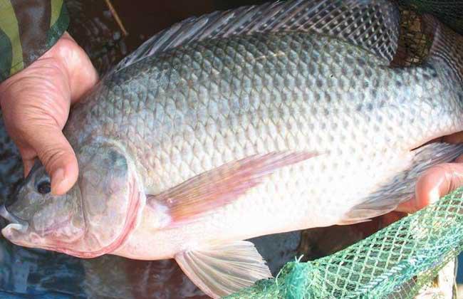羅非魚怎么釣？用什么餌料最好釣？