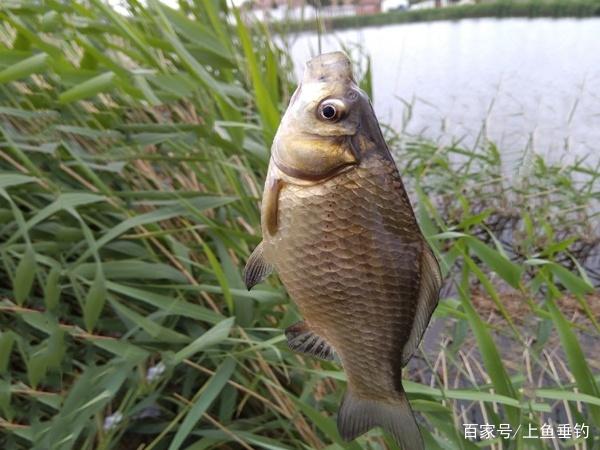 老釣魚人常用的野釣餌料配方，四季釣各種魚，這些基本夠用了