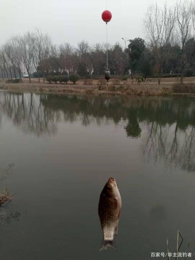 洛陽球球釣，此釣法專釣深水區大板鯽，不會的釣友趕快學習下