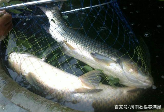 我們垂釣大青魚的時候，一定要掌握好這些技巧，才能防止跑魚