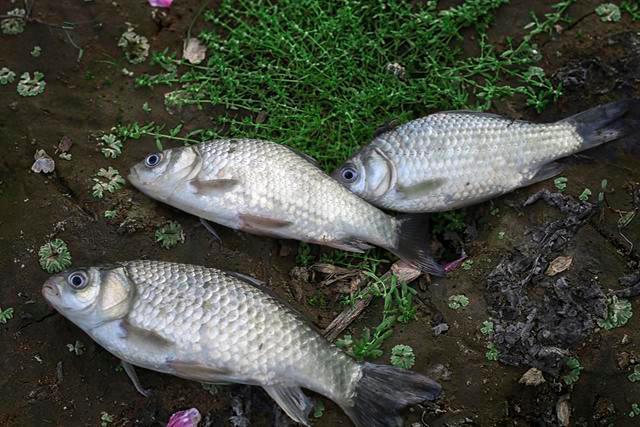 被稱為釣黑魚最正統的釣法，垂釣時魚獲多多，但是卻被大罵缺德