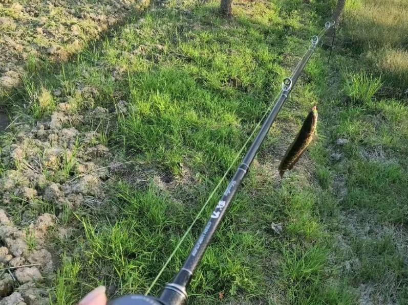 它是路亞黑魚“專用”釣法，簡單卻很高效。詳細解讀——雷強釣法