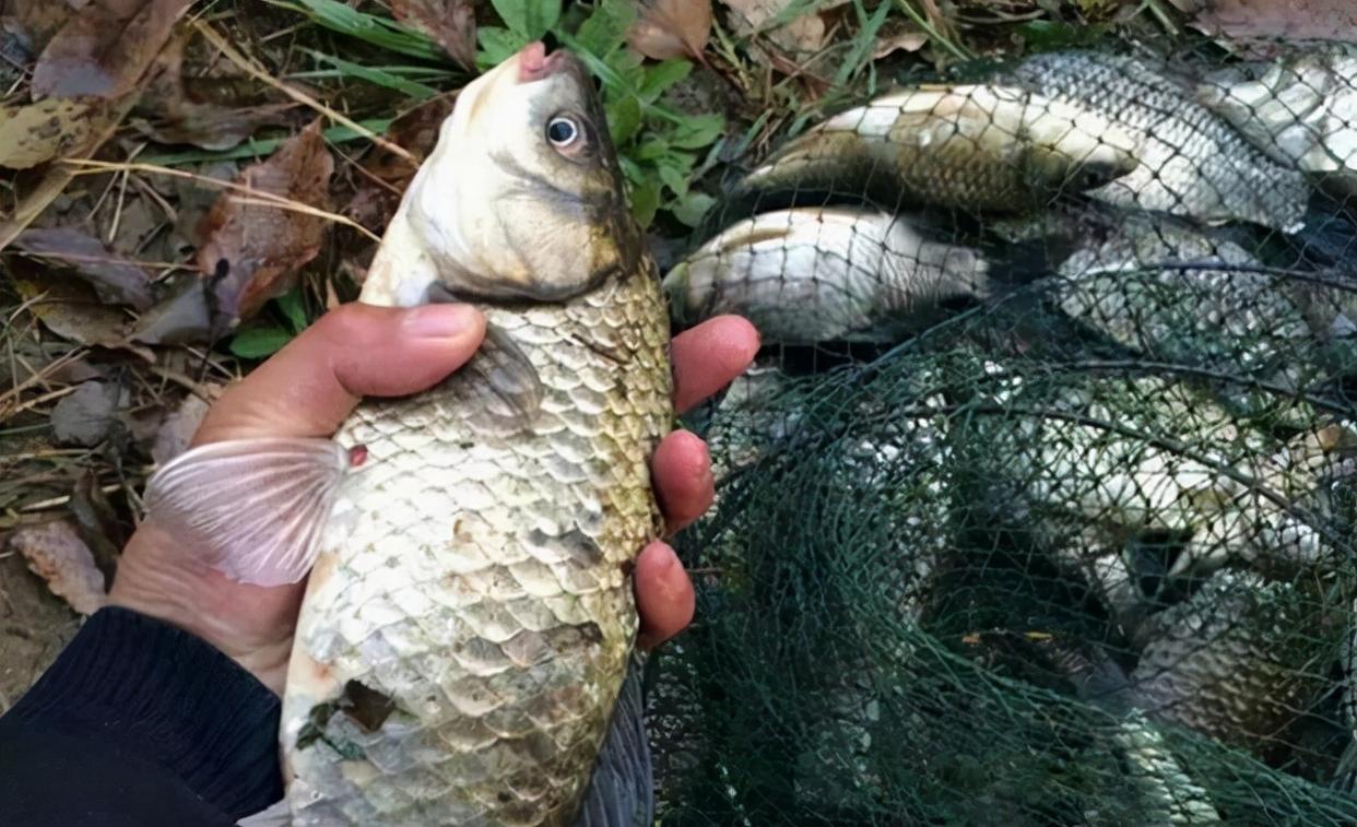 冬季不好釣魚？那是因為你沒有找對目標魚
