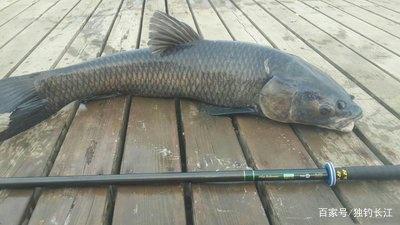 夏季釣青魚掌握五個技巧，讓你也能魚護滿滿！