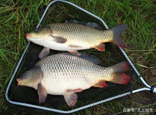 野釣老司機告訴你，釣到第一條鯉魚后如果離開釣點損失就大了
