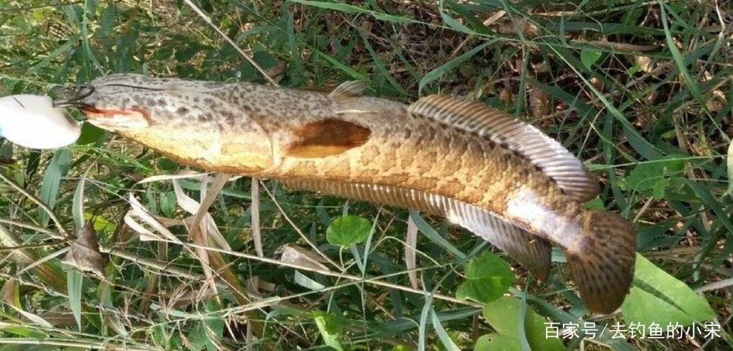 釣獲兇猛的黑魚，掌握好釣點和一些垂釣技巧，這樣并不困難