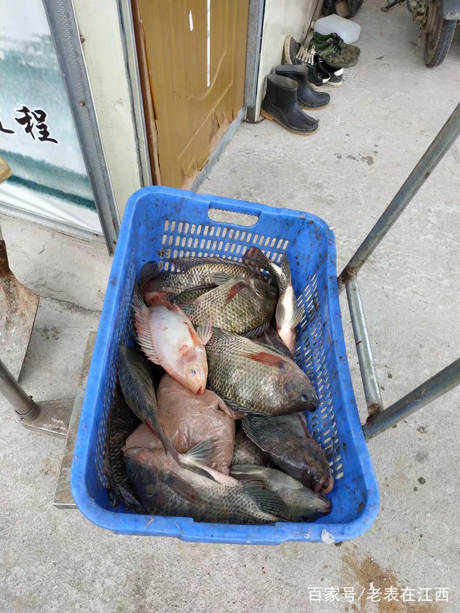 釣大羅非方法（野釣黑坑）