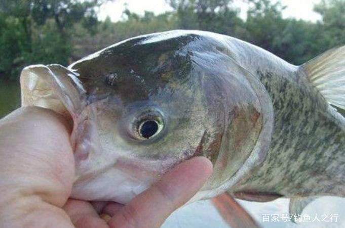 鰱鳙魚難釣到懷疑人生？無意間透露這釣法“精髓”，別泄漏出去