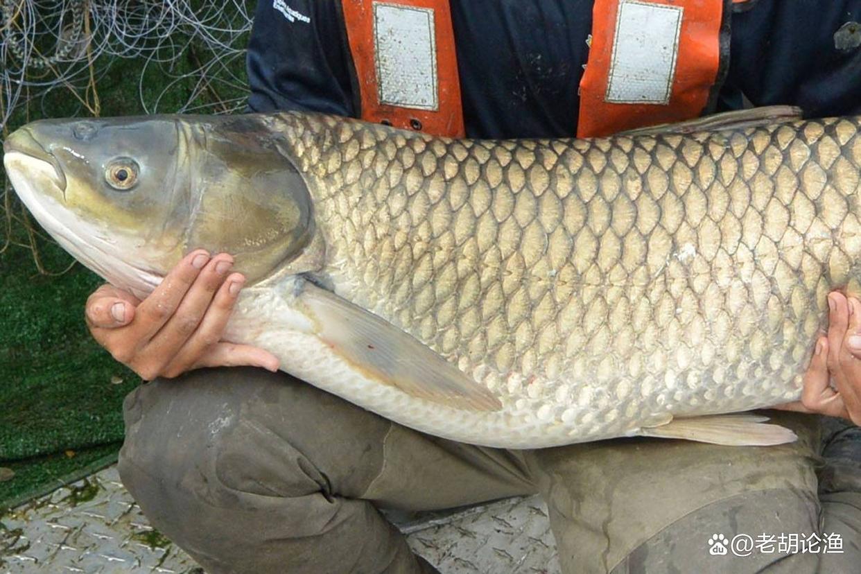 臺釣之草魚篇：釣草魚技巧大揭秘，老釣手都說好，新手默默收藏