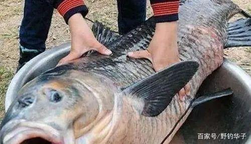 釣青魚的3大技巧，爆護都是小意思！