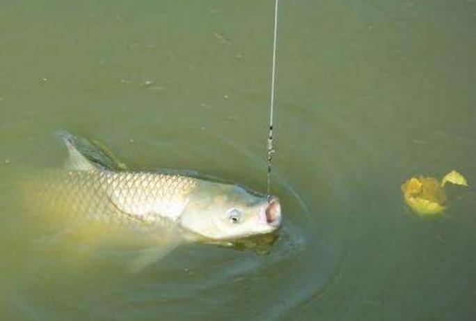 手竿釣草魚掌握這3大訣竅，不愁釣不到大草魚！